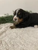 Hazel , a female Bernese Mountain Dog for sale in Orrville, OH – 5 of 10
