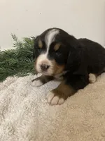 Hazel , a female Bernese Mountain Dog for sale in Orrville, OH – 9 of 10