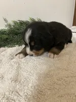 Hazel , a female Bernese Mountain Dog for sale in Orrville, OH – 10 of 10