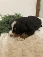 Hazel , a female Bernese Mountain Dog for sale in Orrville, OH – 2 of 10