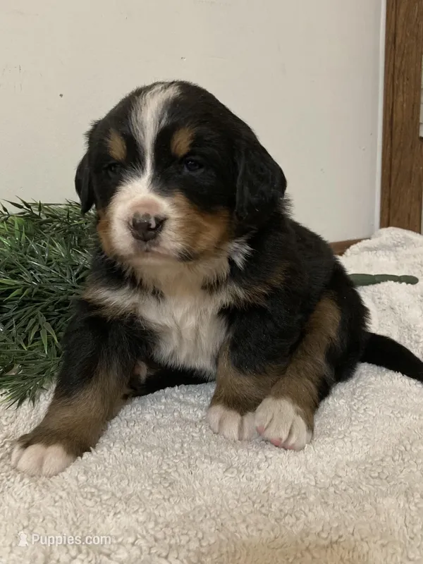 Hazel  – Bernese Mountain Dog puppy for sale in Orrville, OH