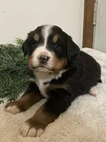 Hazel , a female Bernese Mountain Dog for sale in Orrville, OH – 3 of 10