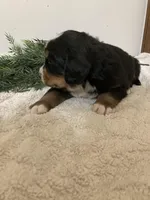 Hazel , a female Bernese Mountain Dog for sale in Orrville, OH – 6 of 10