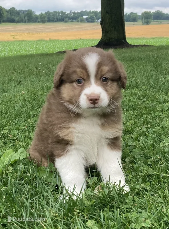 Bella – Australian Shepherd puppy for sale in Orrville, OH