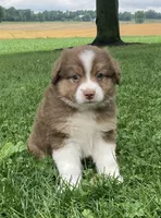 Bella, a female Australian Shepherd for sale in Orrville, OH – 1 of 8