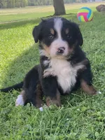 Jasper, a male Bernese Mountain Dog for sale in Orrville, OH – 3 of 10