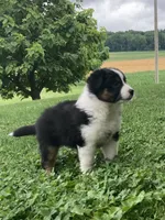 Daisy, a female Australian Shepherd for sale in Orrville, OH – 6 of 9