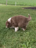 Bella, a female Australian Shepherd for sale in Orrville, OH – 2 of 8
