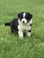 Daisy, a female Australian Shepherd for sale in Orrville, OH – 9 of 9