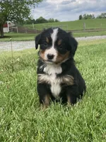 Paris, a female Bernese Mountain Dog for sale in Orrville, OH – 6 of 8
