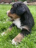 Jasper, a male Bernese Mountain Dog for sale in Orrville, OH – 8 of 10