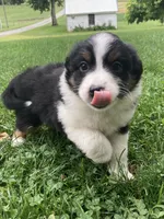 Daisy, a female Australian Shepherd for sale in Orrville, OH – 8 of 9