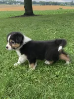 Princess , a female Australian Shepherd for sale in Orrville, OH – 1 of 7