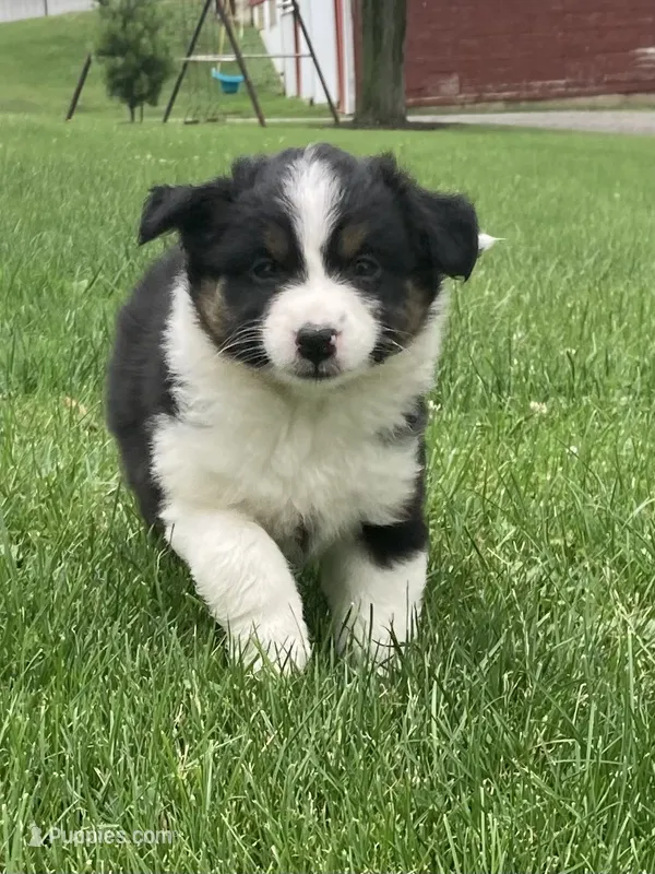 Daisy – Australian Shepherd puppy for sale in Orrville, OH