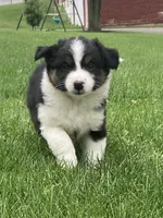 Daisy, a female Australian Shepherd for sale in Orrville, OH – 1 of 9