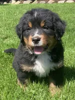 Prince, a male Bernese Mountain Dog for sale in Orrville, OH – 5 of 10