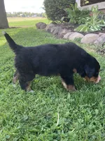 Blaze, a male Bernese Mountain Dog for sale in Orrville, OH – 5 of 9