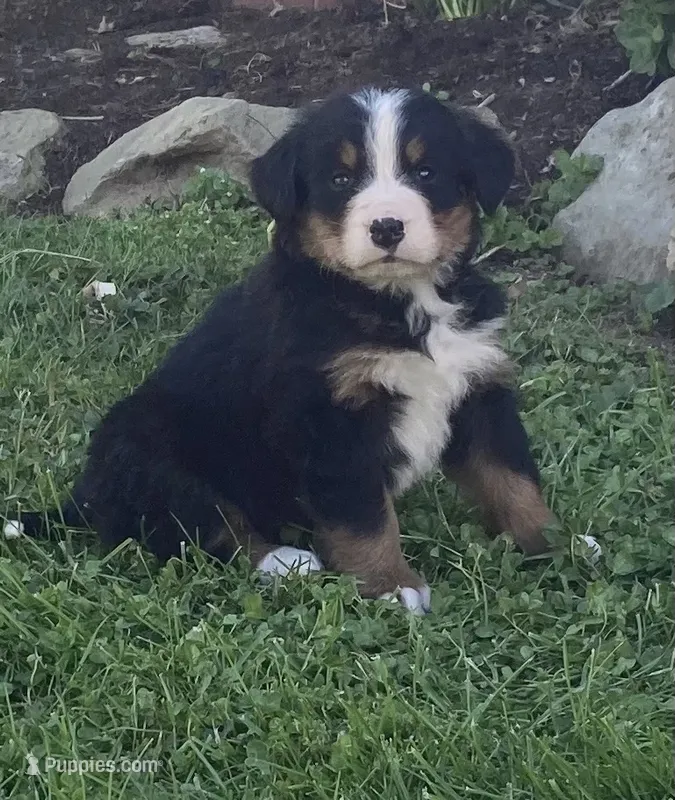 Blaze – Bernese Mountain Dog puppy for sale in Orrville, OH