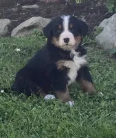 Blaze, a male Bernese Mountain Dog for sale in Orrville, OH – 1 of 9
