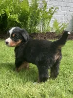 Paris, a female Bernese Mountain Dog for sale in Orrville, OH – 7 of 8