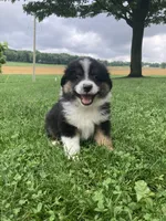 Bear, a male Australian Shepherd for sale in Orrville, OH – 6 of 8