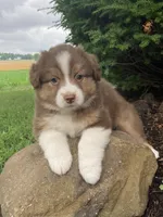 Bella, a female Australian Shepherd for sale in Orrville, OH – 6 of 8