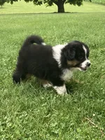 Bear, a male Australian Shepherd for sale in Orrville, OH – 2 of 8
