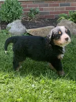 Blaze, a male Bernese Mountain Dog for sale in Orrville, OH – 8 of 9
