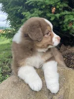 Bella, a female Australian Shepherd for sale in Orrville, OH – 4 of 8