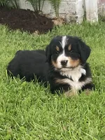 Hazel , a female Bernese Mountain Dog for sale in Orrville, OH – 2 of 7