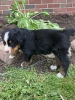 Jasper, a male Bernese Mountain Dog for sale in Orrville, OH – 7 of 10