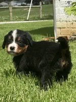 Paris, a female Bernese Mountain Dog for sale in Orrville, OH – 4 of 8