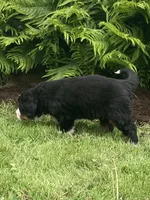 Alexa , a female Bernese Mountain Dog for sale in Orrville, OH – 2 of 8