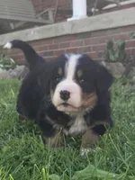 Blaze, a male Bernese Mountain Dog for sale in Orrville, OH – 4 of 9