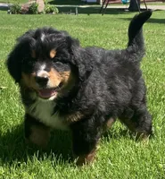 Prince, a male Bernese Mountain Dog for sale in Orrville, OH – 2 of 10