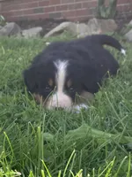 Blaze, a male Bernese Mountain Dog for sale in Orrville, OH – 2 of 9