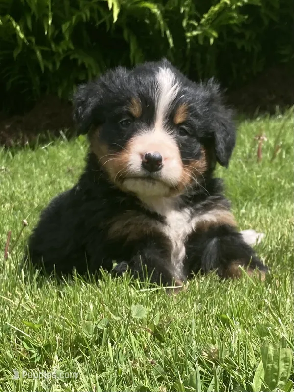 Cassie – Bernese Mountain Dog puppy for sale in Orrville, OH
