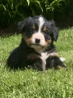 Cassie, a female Bernese Mountain Dog for sale in Orrville, OH – 1 of 10