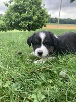 Rocky , a male Australian Shepherd for sale in Orrville, OH – 8 of 9