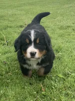 Hazel , a female Bernese Mountain Dog for sale in Orrville, OH – 5 of 7