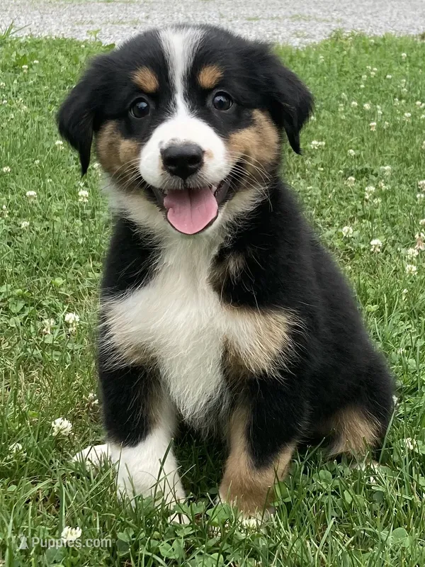Luna  – Australian Shepherd puppy for sale in Orrville, OH