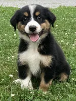 Luna , a female Australian Shepherd for sale in Orrville, OH – 1 of 2