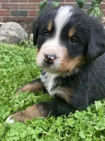 Jasper, a male Bernese Mountain Dog for sale in Orrville, OH – 5 of 10