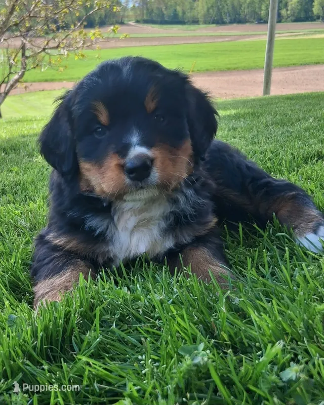 Prince – Bernese Mountain Dog puppy for sale in Orrville, OH