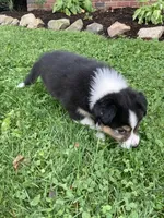 Princess , a female Australian Shepherd for sale in Orrville, OH – 4 of 7