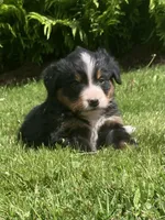 Cassie, a female Bernese Mountain Dog for sale in Orrville, OH – 5 of 10