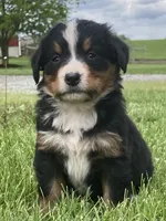 Paris, a female Bernese Mountain Dog for sale in Orrville, OH – 2 of 8