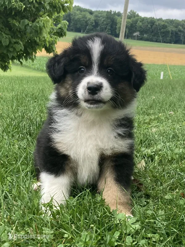 Bear – Australian Shepherd puppy for sale in Orrville, OH