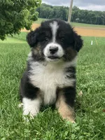 Bear, a male Australian Shepherd for sale in Orrville, OH – 1 of 8