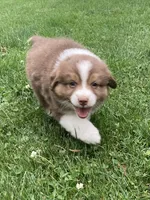 Bella, a female Australian Shepherd for sale in Orrville, OH – 3 of 8
